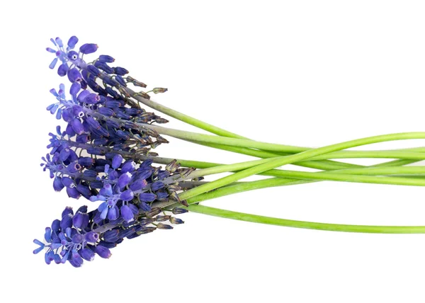 Muscari —  Fotos de Stock