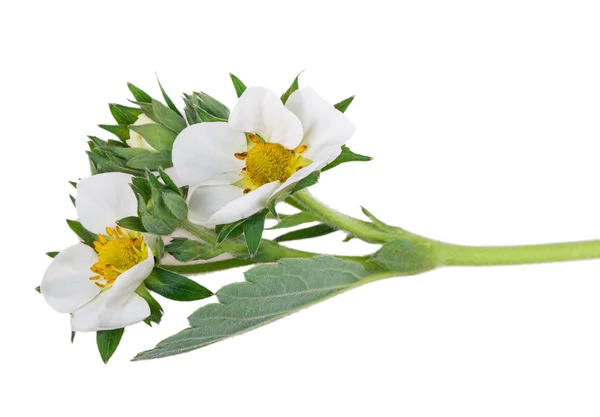 Erdbeerblüte — Stockfoto