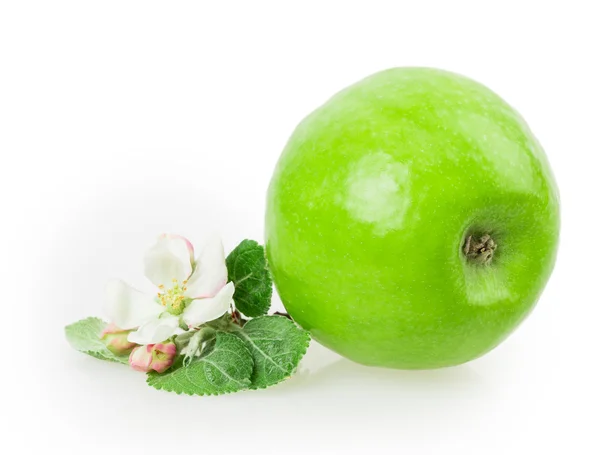 Apple a apple květ — Stock fotografie