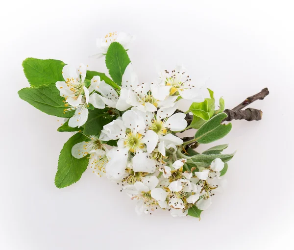 Blume Apfelbaum — Stockfoto