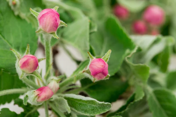 Flower apple tree — Stock Photo, Image