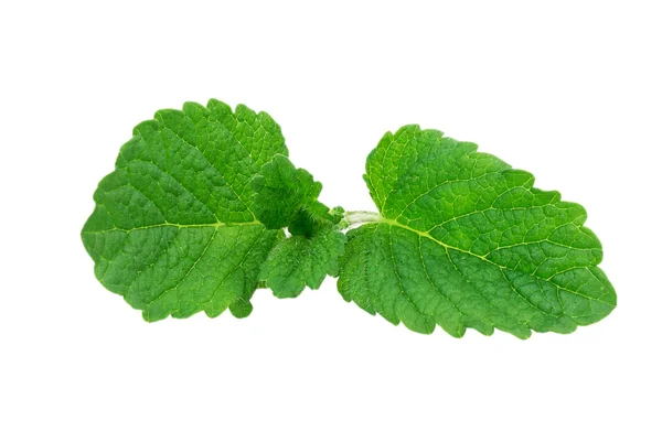 Mint, lemon balm — Stock Photo, Image