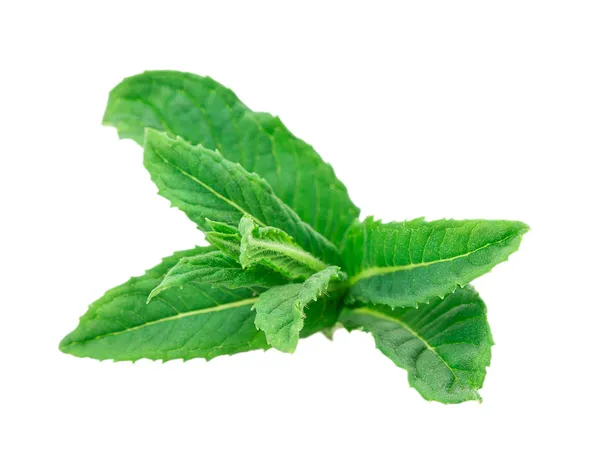 Mint, lemon balm — Stock Photo, Image