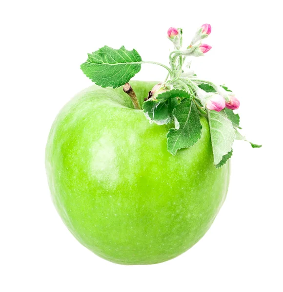 Apple and apple blossom — Stock Photo, Image