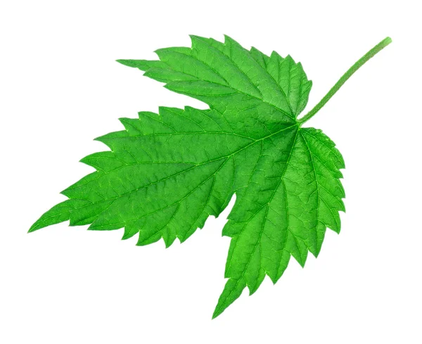 Raspberry leaf — Stock Photo, Image
