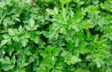 parsley clipart