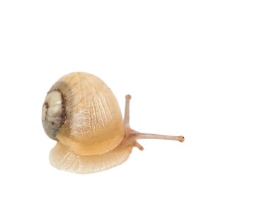 Salyangoz