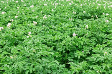 patates, Patates böceği