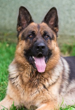 Alman çoban köpeği.