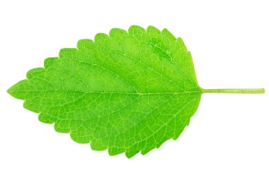 nane, limon balm