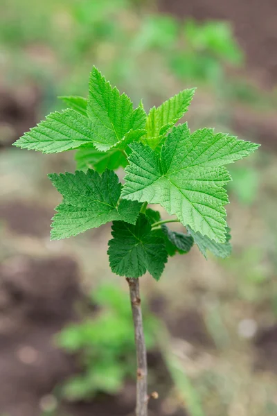 Currant — Stock Photo, Image