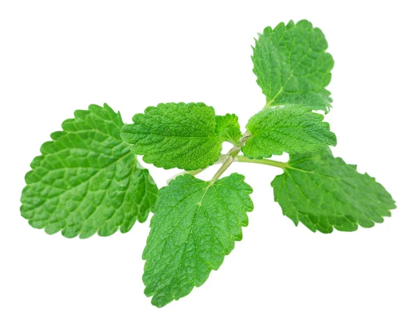 Lemon balm, mint — Stock Photo, Image