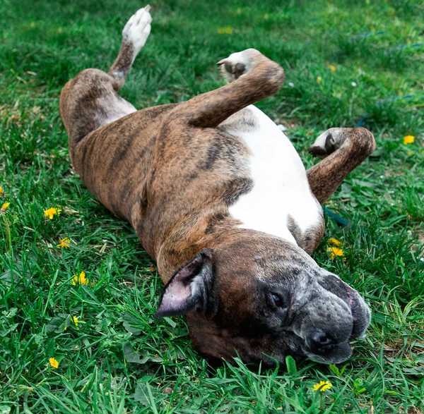 Old boxer dog lying in the grass — Stock Photo, Image