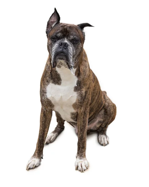 Old boxer dog — Stock Photo, Image