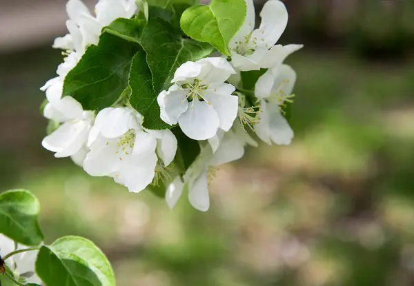 Blumen des Apfelbaums — Stockfoto