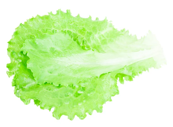 Grönt blad sallad — Stockfoto
