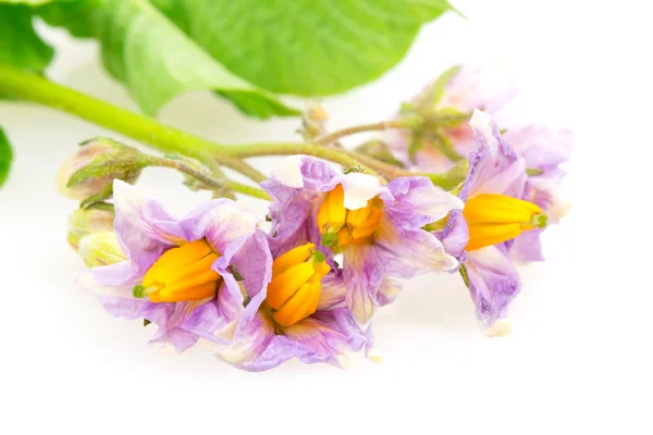 Patatas de flores —  Fotos de Stock