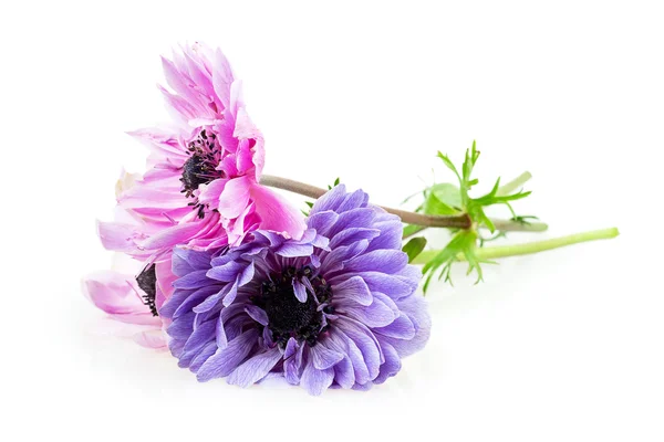 Anémones violettes — Photo