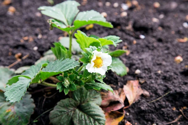 Flores de manzano — Foto de Stock