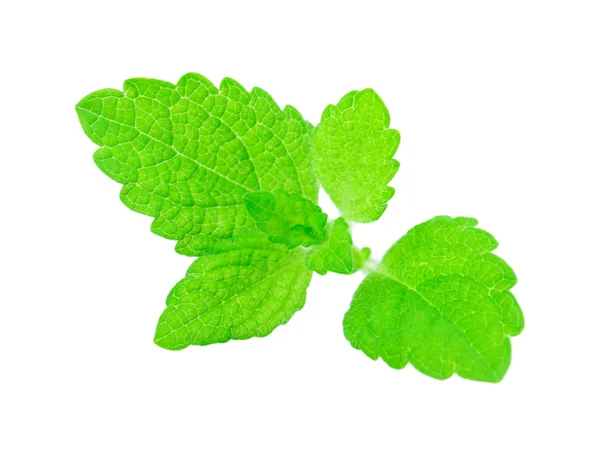 Mint, lemon balm — Stock Photo, Image