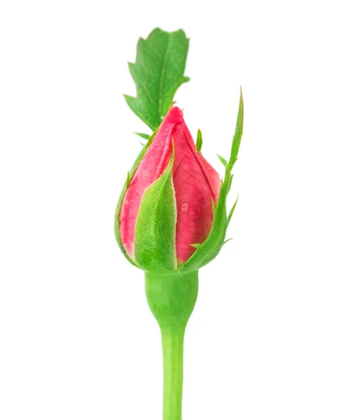 Rosa bocciolo di rosa — Foto Stock