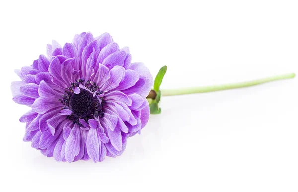 Purple anemones — Stock Photo, Image