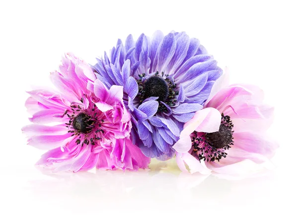 Anémones violettes — Photo