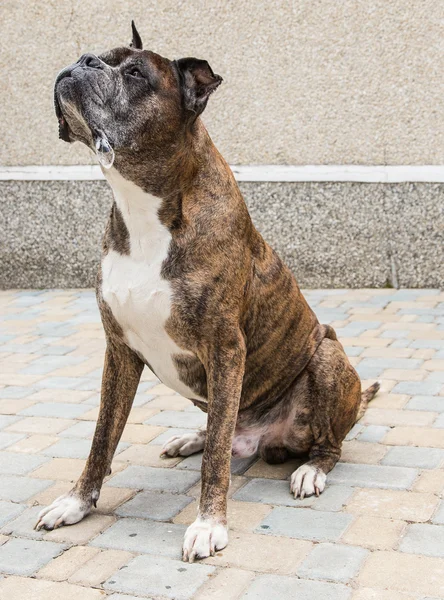 Old boxer dog — Stock Photo, Image