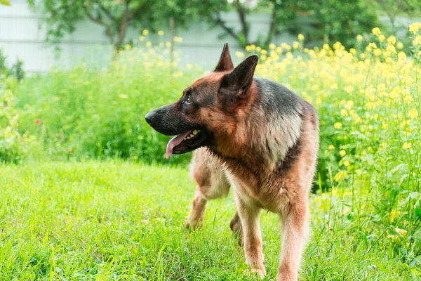 Deutscher Schäferhund — Stockfoto