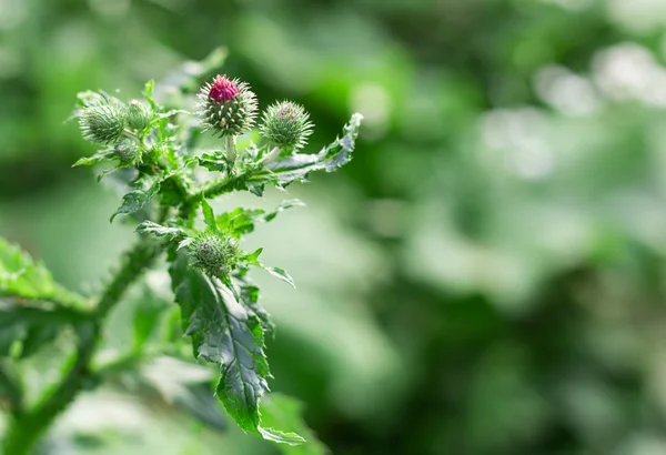 Bur em um fundo verde no jardim — Fotografia de Stock