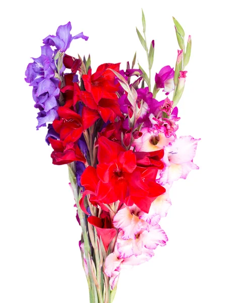 Multicolored flowers gladiolus — Stock Photo, Image