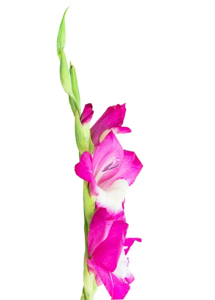 Разноцветные цветки гладиолуса — стоковое фото