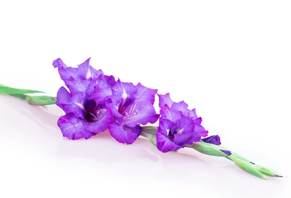 Flerfärgade blommor gladiolus — Stockfoto