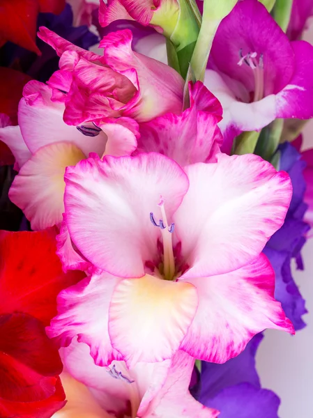 Flores multicolores gladiolo — Foto de Stock