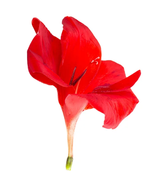 Gladiolus tarka virágok — Stock Fotó