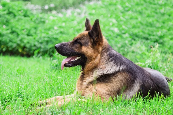 Deutscher Schäferhund — Stockfoto