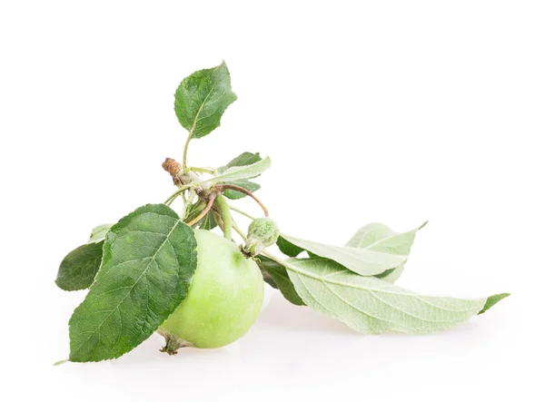 Hoja de manzana — Foto de Stock