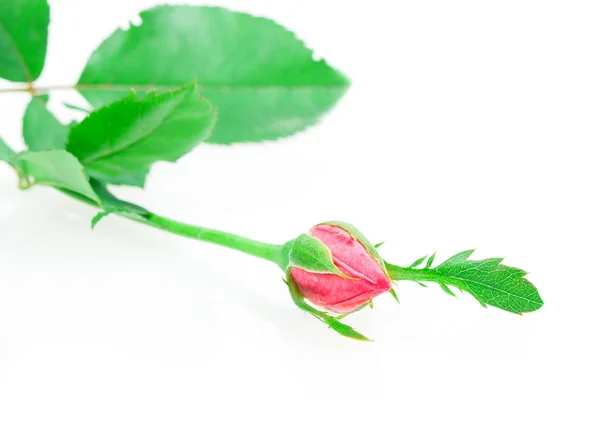 Rosebud rose — Stockfoto