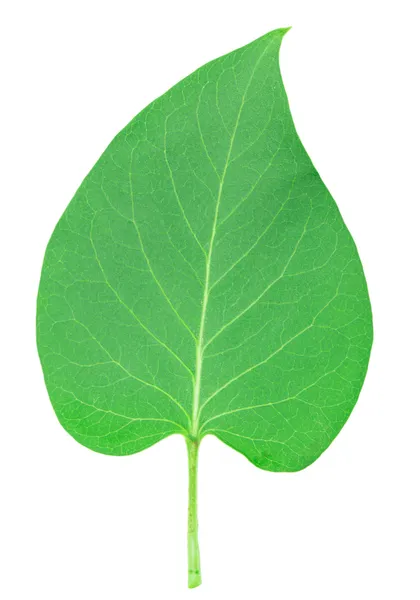 라일락 잎 — 스톡 사진