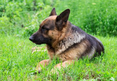 Alman çoban köpeği.