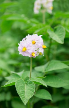 patates, Patates böceği