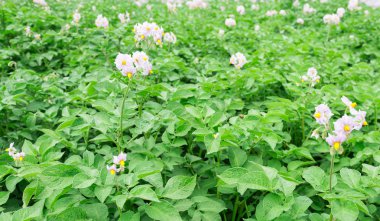 patates, Patates böceği