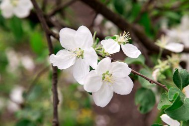 elma ağacının çiçekleri