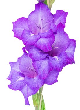 çok renkli çiçek Glayöl