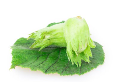 fındık