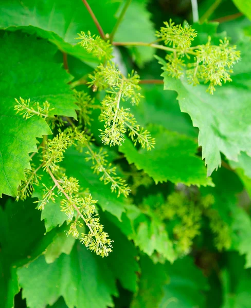 Folhas de uva verde — Fotografia de Stock
