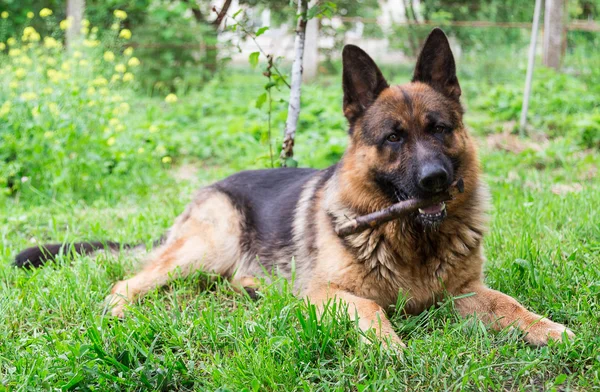 Deutscher Schäferhund — Stockfoto