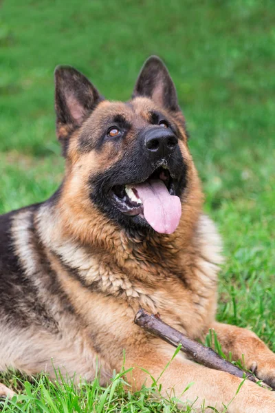 German Shepherd Dog — Stock Photo, Image