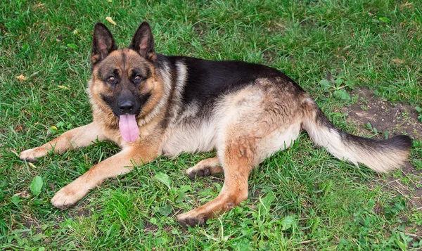 German Shepherd Dog — Stock Photo, Image