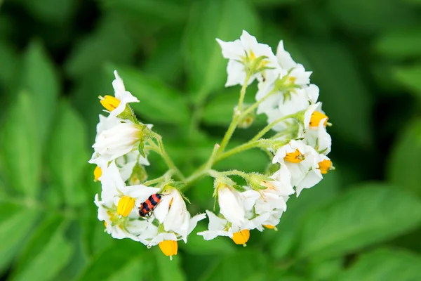 土豆、 马铃薯甲虫 — 图库照片